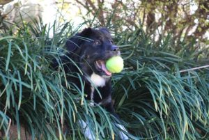 dog with tennis ball in mouth coming out of the bushes